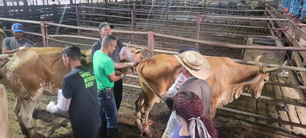 15000 vacas inseminadas para mejorar producción ganadera