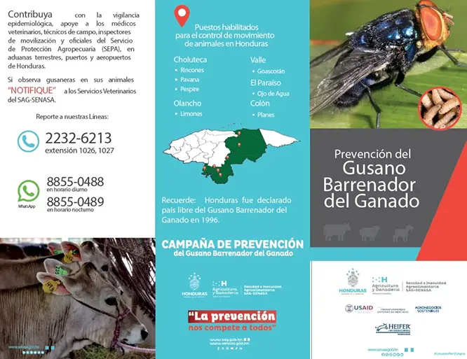 Campaña de Prevención del Gusano Barrenador del Ganado en Honduras. Notifica casos sospechosos al SAG-SENASA. La prevención es responsabilidad de todos