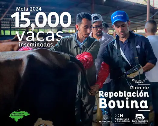 Gobierno inseminará 15,000 vacas en este 2024 a través de la Secretaría de Agricultura y Ganadería.