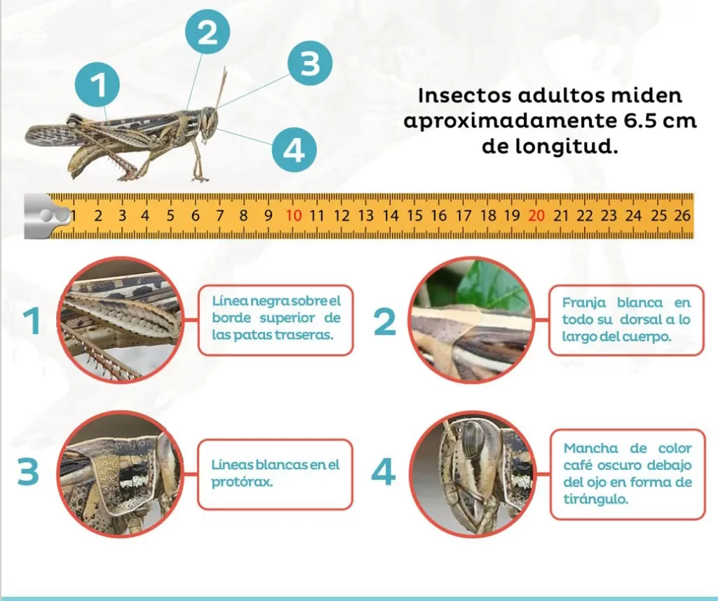 Alerta para productores de Honduras: Identifique la langosta voladora y proteja sus cultivos. Características.