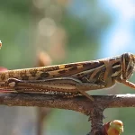 La langosta voladora (Shistocerca piceifrons piceifrons