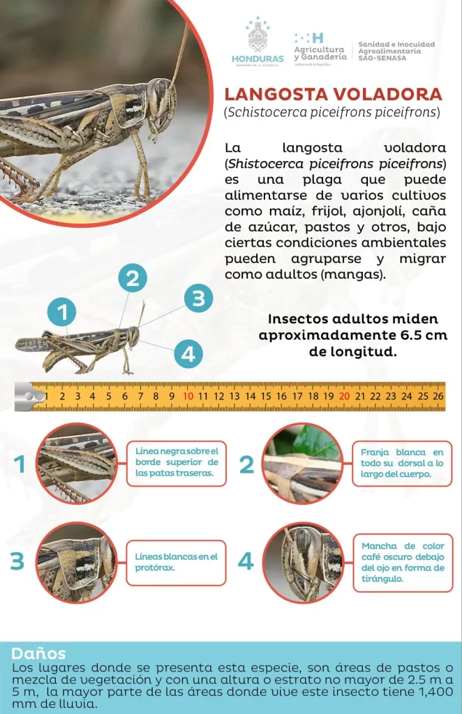 Alerta para productores de Honduras: Identifique la langosta voladora y proteja sus cultivos. La plaga amenaza al maíz, al frijol y a otros cultivos clave. Contacte con SENASA para más información.